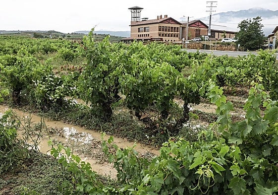 Viñedos encharcados en Villabuena, en Rioja Alavesa por la tormenta del viernes