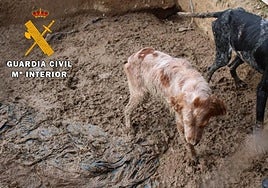 En estas condiciones estaban los perros rescatados en Lodosa