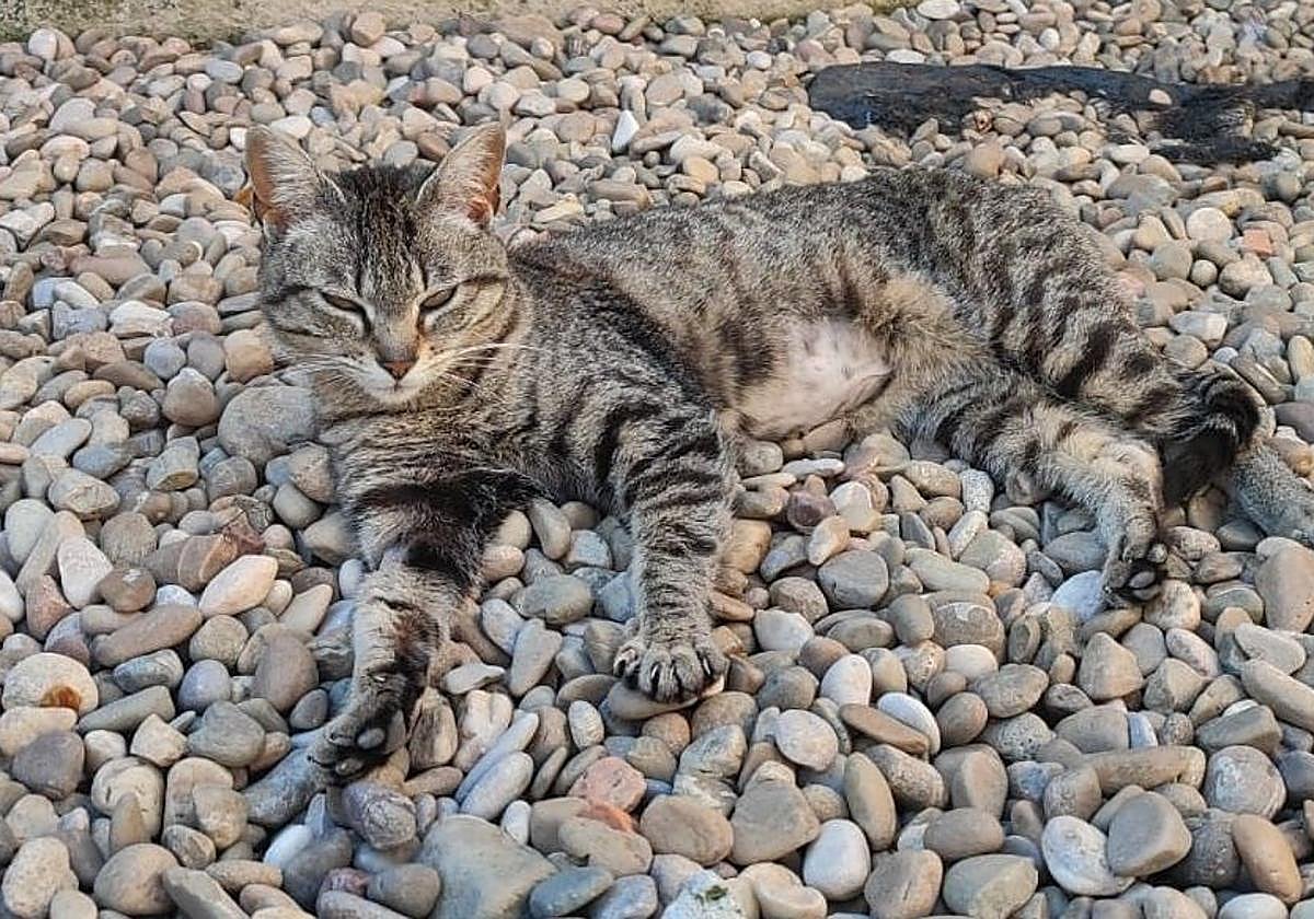 Mara, una gata joven que necesita una familia