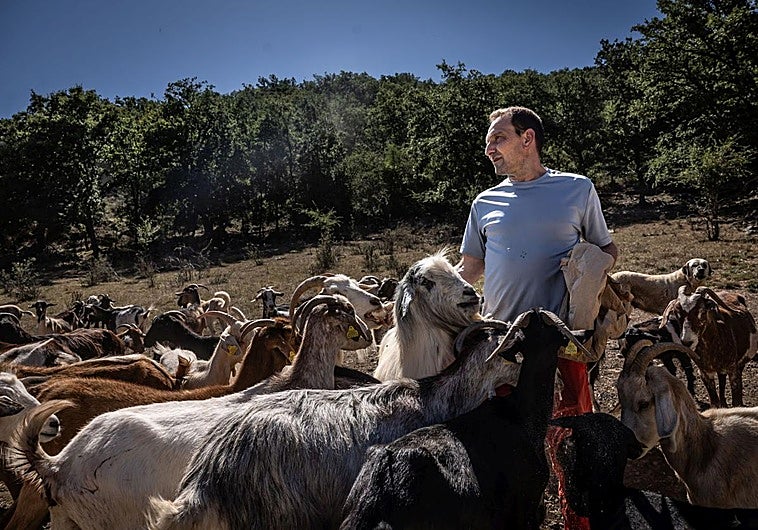 Mario López alimenta a sus cabras, entre ellas, en primer término, el cabrón Felipe.