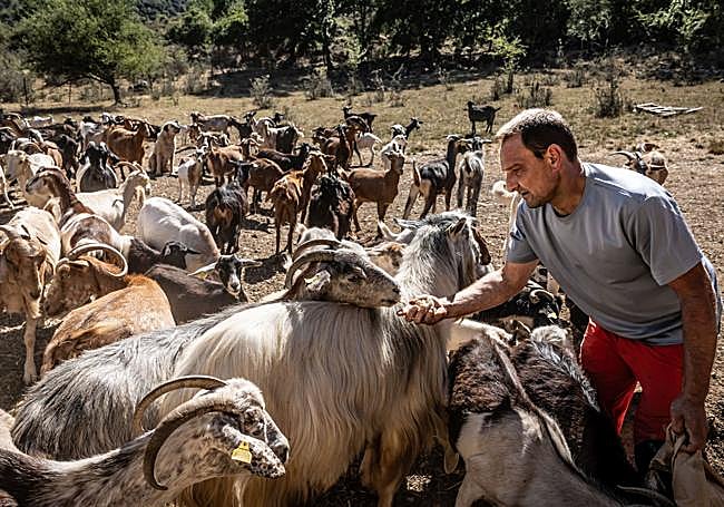 Mario López alimenta a sus cabras en Viniegra de Abajo en la tarde de ayer.