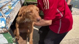 Detenido un hombre por robo y maltrato animal en Albelda: ocho perros, dieciséis gallinas y dos cabras en condiciones «deplorables»