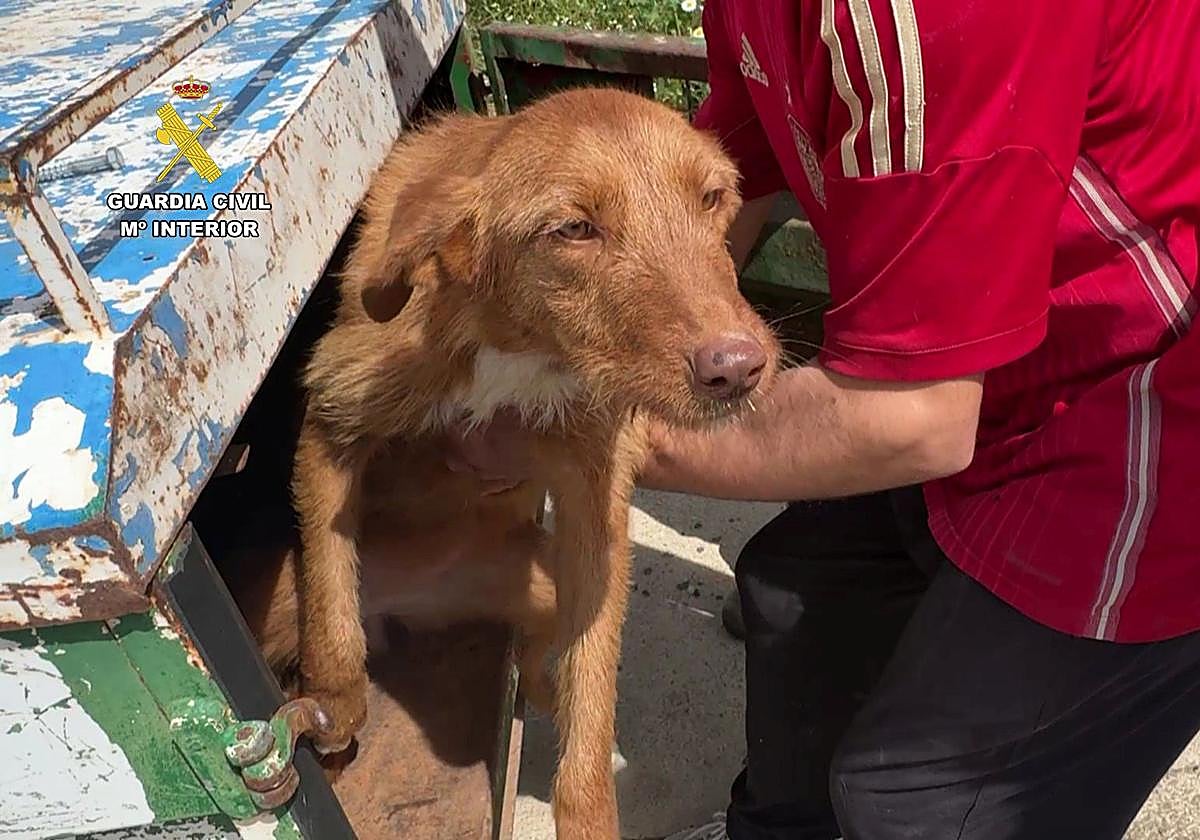 Detenido un hombre por robo y maltrato animal en Albelda: ocho perros, dieciséis gallinas y dos cabras en condiciones «deplorables»