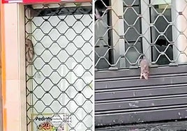 Propuesta de un centro musical griego, agradecimiento a un barrendero y otros asuntos en el Teléfono del Lector