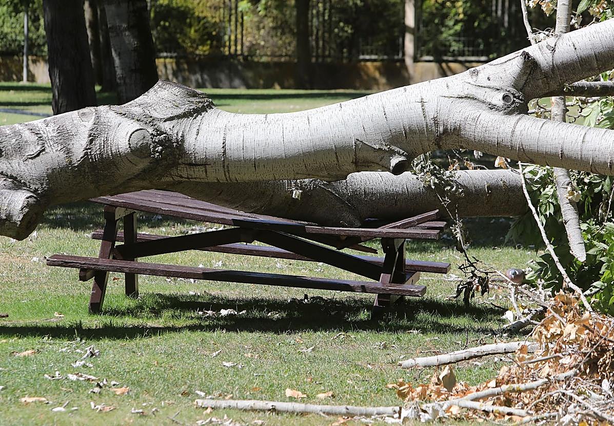Imagen principal - Tres imágenes del estado de la instalación. En una se ve uno de los árboles derribados por la dana, en otra, el estado del césped. En la última, dos empleados limpian una de las fuentes del complejo. 
