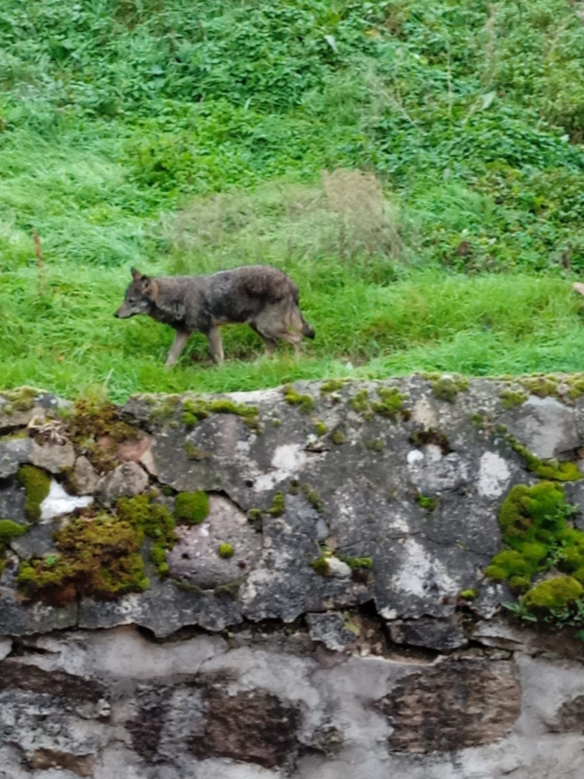 Lobo avistado en Viniegra de Abajo durante el 2024.