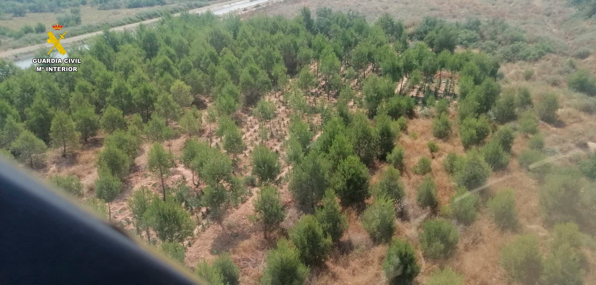 Imagen principal - Localizan una plantación de marihuana camuflada entre los pinos