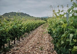 Imagen de archivo de una viña en La Rioja.