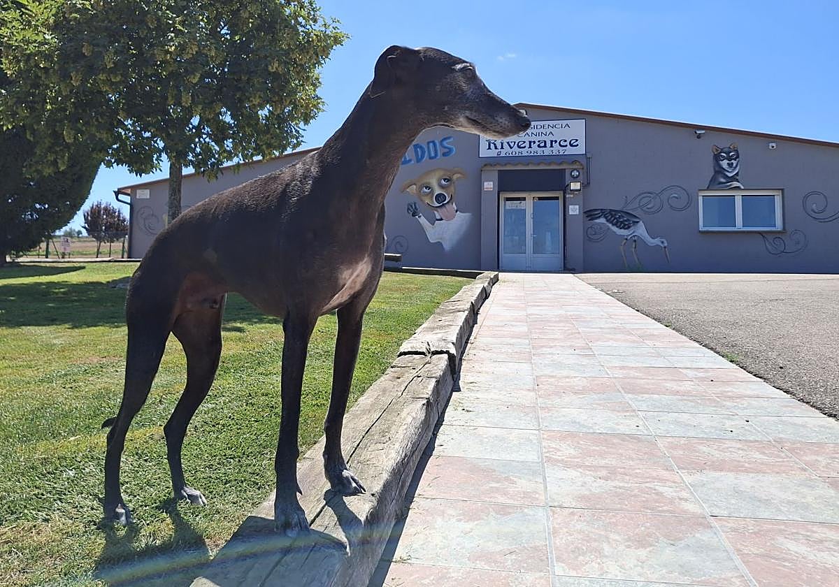 El galgo Nilo, a punto de entrar en la residencia canina Riverarce de Rodezno.