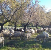 Rebaño pastando debajo de unos almendros.