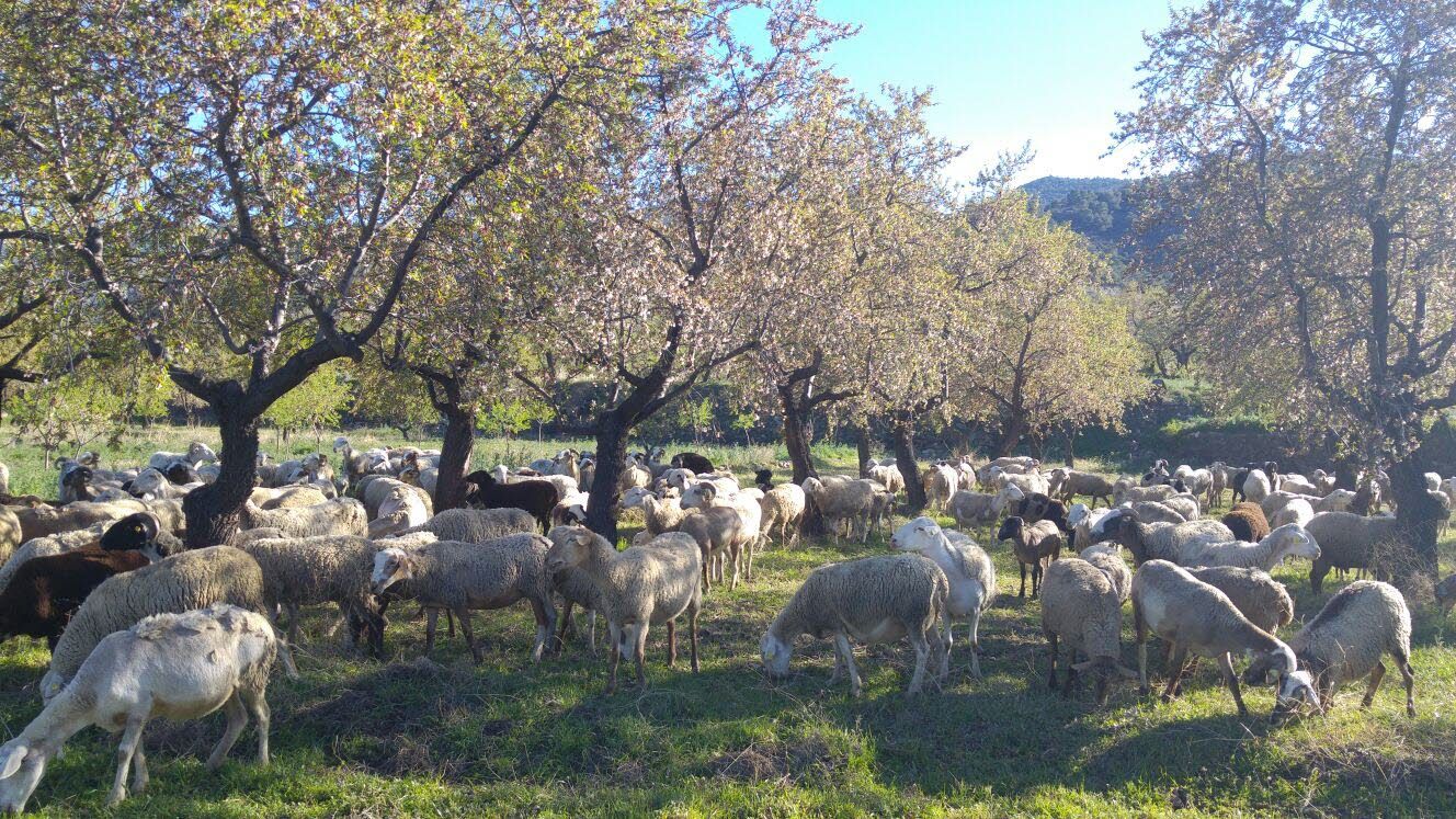 Rebaño pastando debajo de unos almendros.