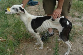 Un perro muerto y ocho deshidratados, sin comida ni agua, rodeados de heces y suciedad en Calahorra