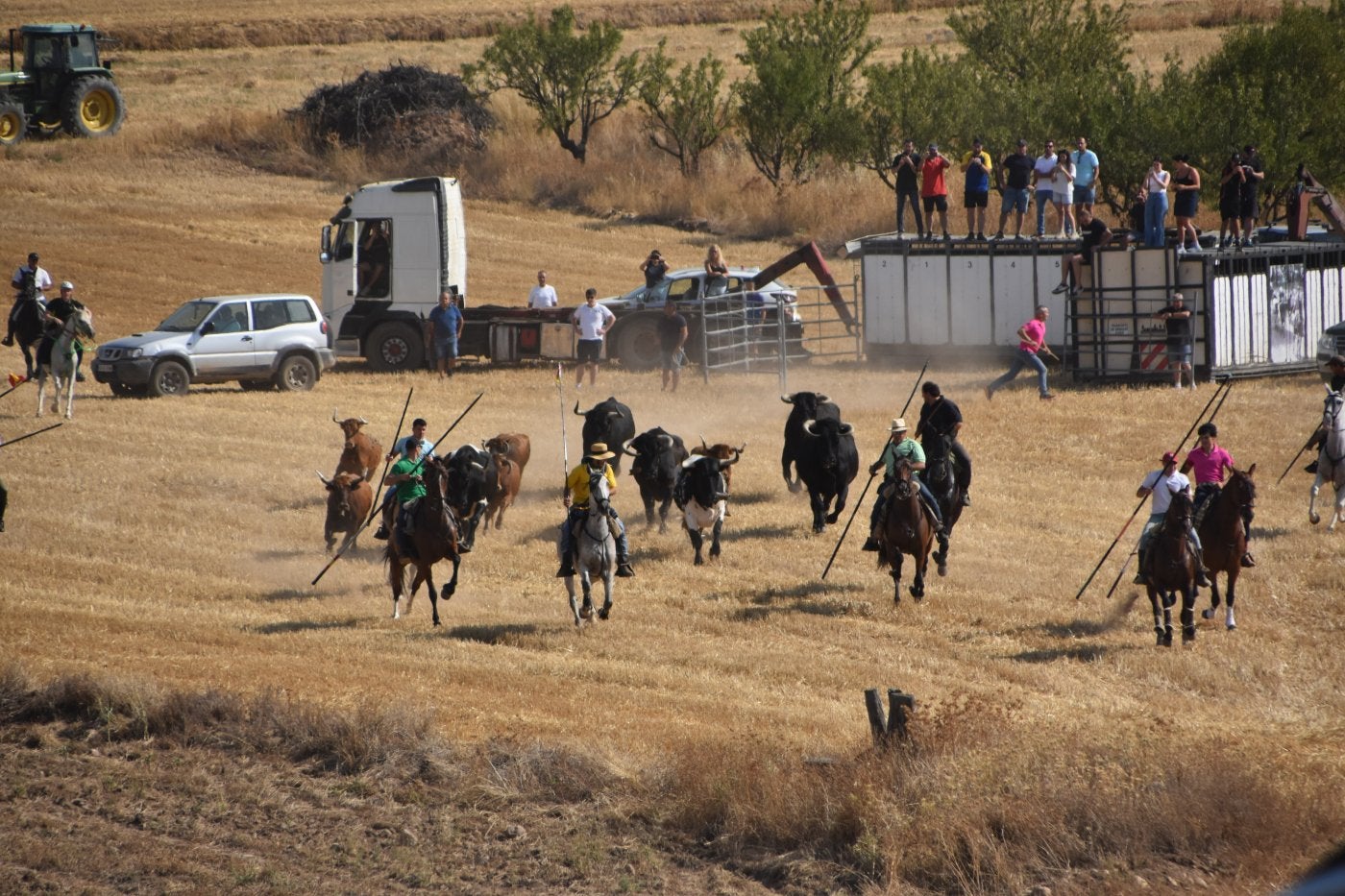 Momento en el que las cinco vacas y seis bueyes salen del corral vallado en el monte de Valverde guiados por varios jinetes.