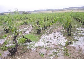 Viñedo azotado por el pedrisco, otro de los protagonistas de la campaña.