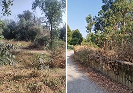 Limpiar para evitar incendios en la ribera del Ebro, hoy en La Guindilla.