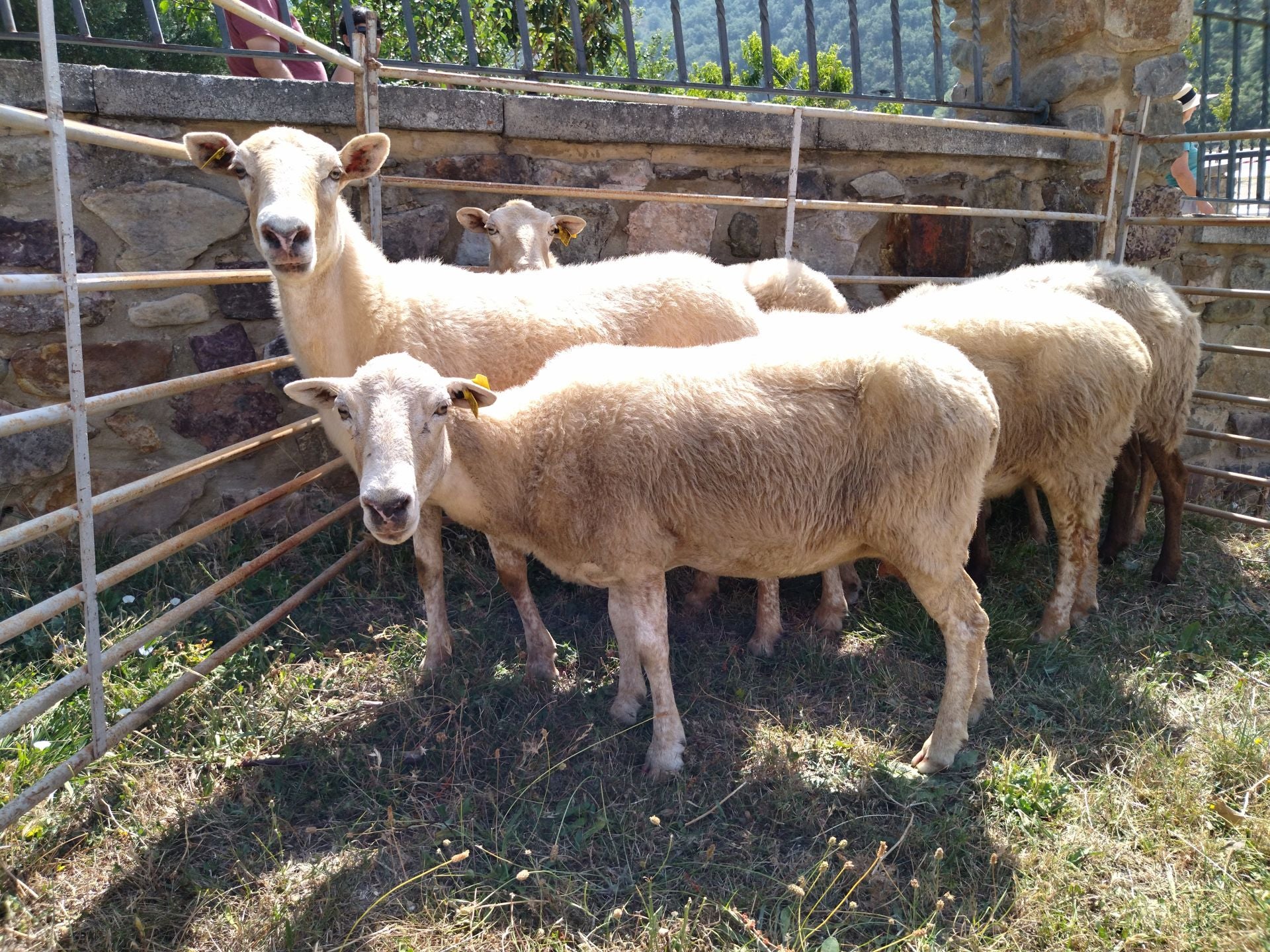 Terroba, el escenario del Día del Camero Viejo
