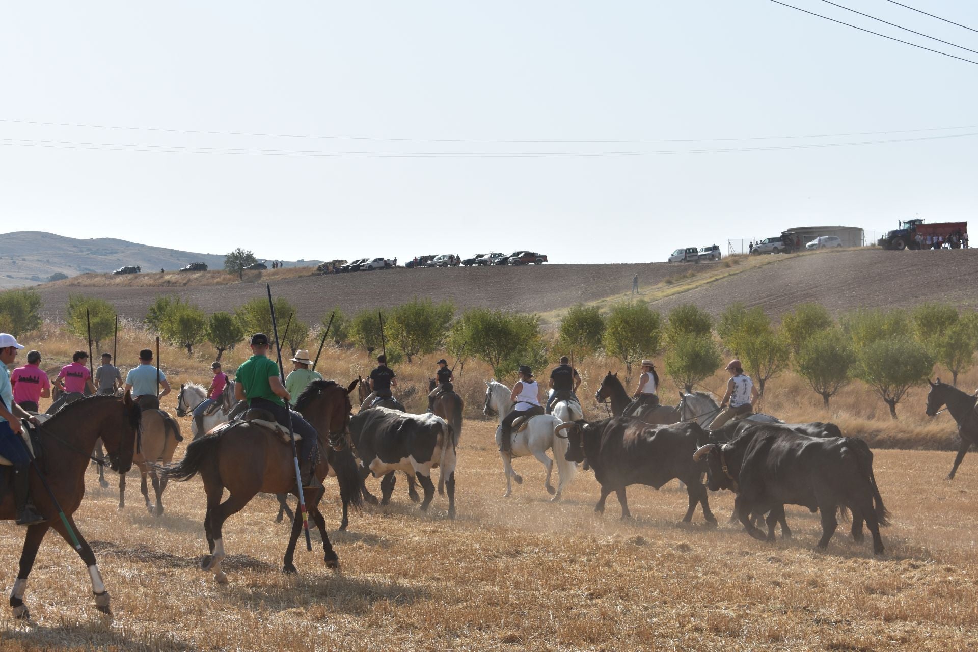 La saca de vacas de Valverde