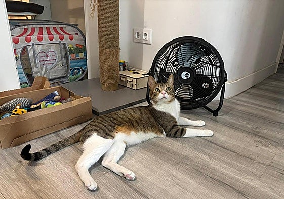 El gato logroñés Bonito descansa en el suelo junto a un ventilador en plena ola de calor.