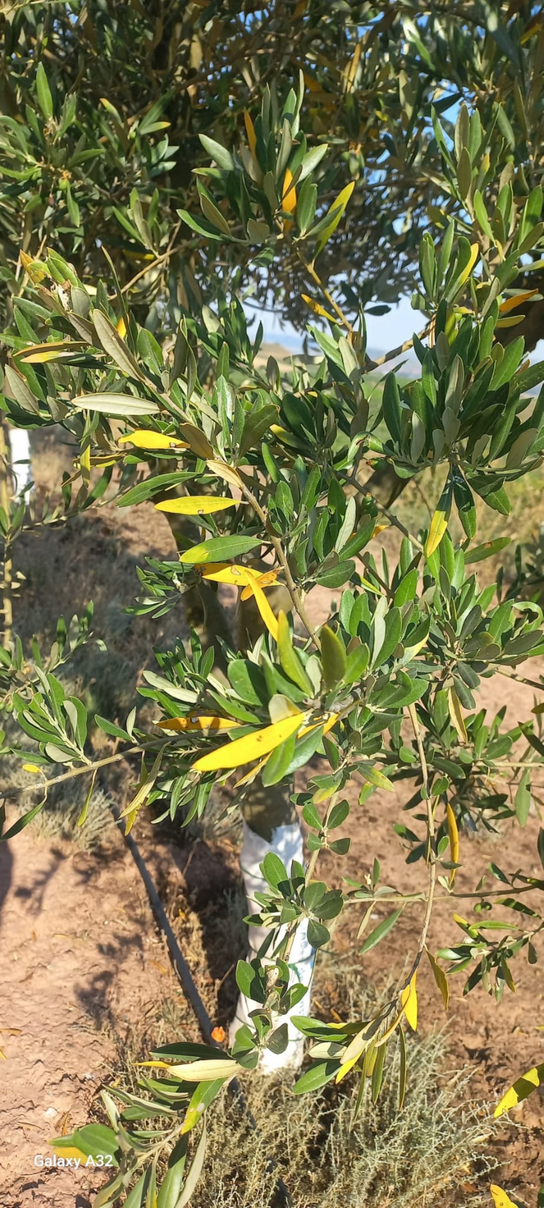 Hojas afectadas por el hongo del repilo.