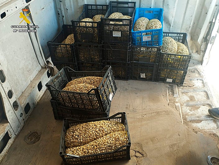 Caracoles encontrados por la Guardia Civil con destino a Albacete.