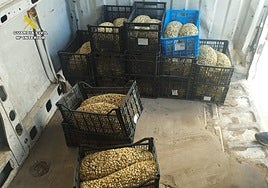 Caracoles encontrados por la Guardia Civil con destino a Albacete.