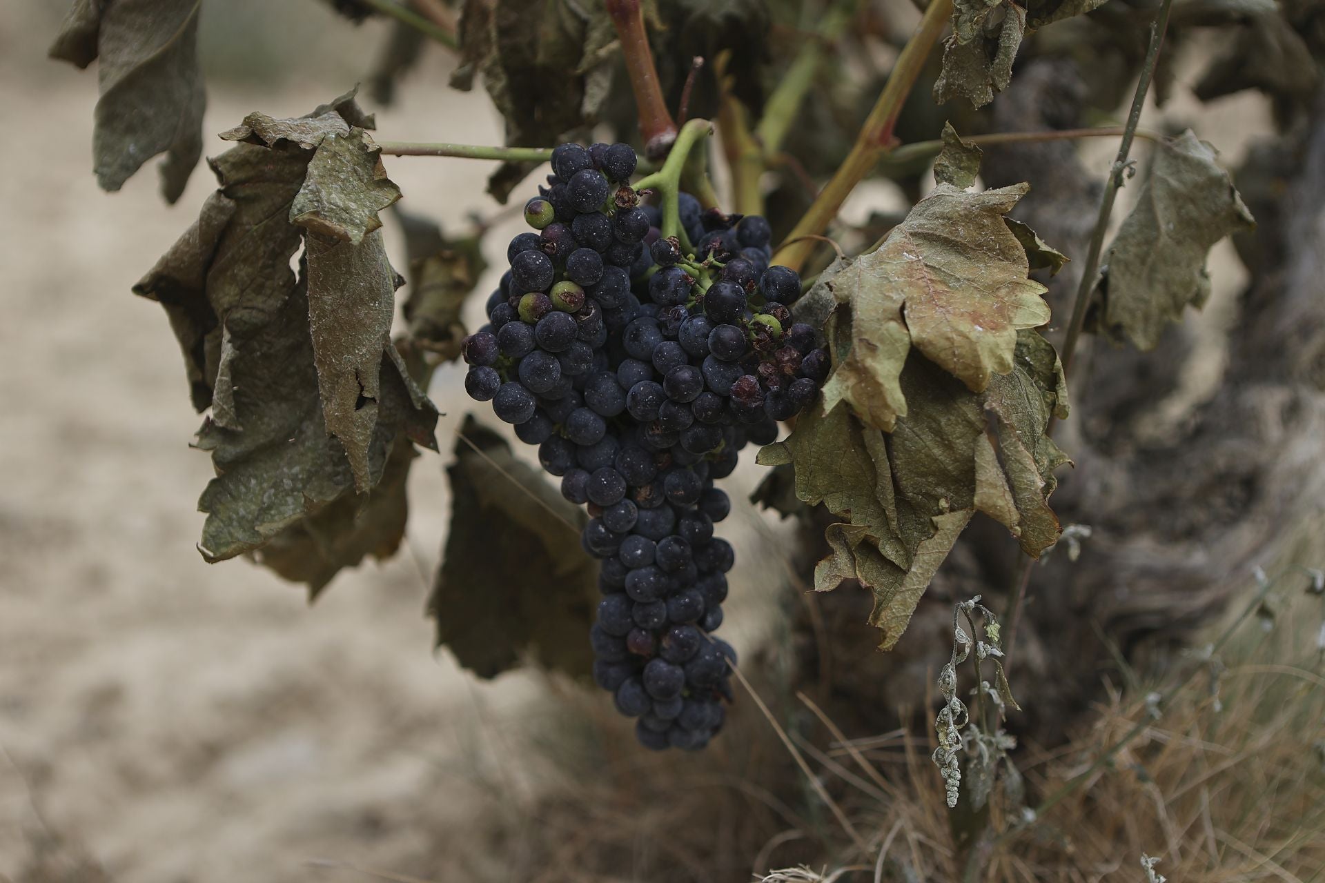 El día después del incendio en Fonzaleche y Gimileo