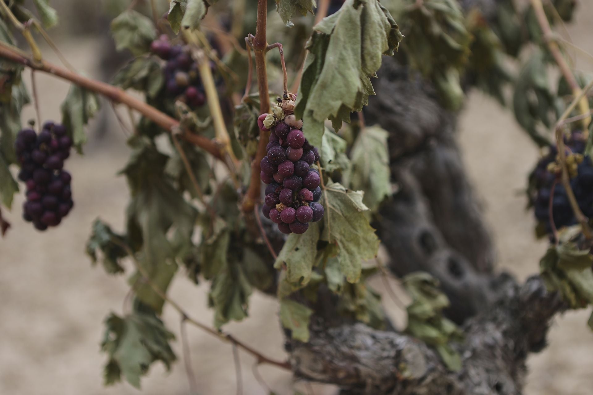 El día después del incendio en Fonzaleche y Gimileo