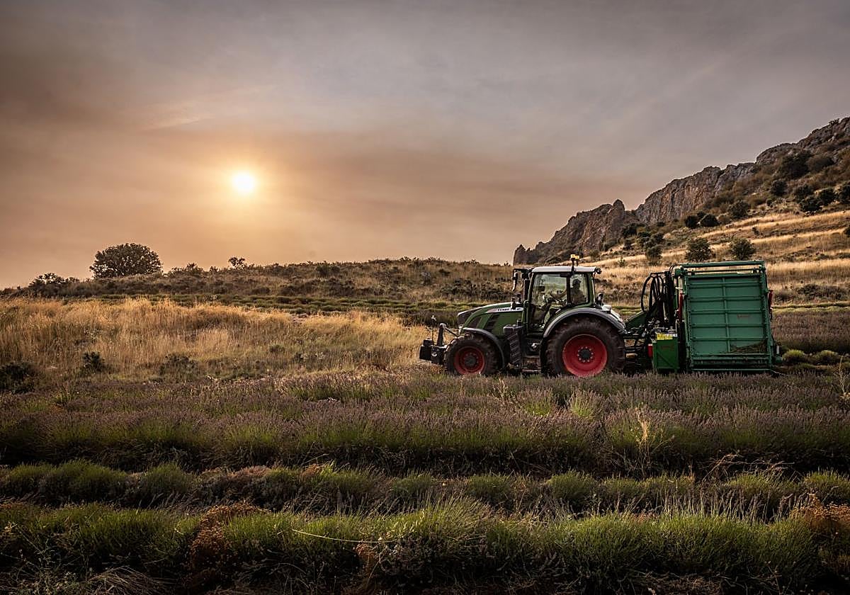 Un tractor en el momento de realizar la cosecha de lavanda en el término de Ordoyo, en Quel, con el sol saliendo en el horizonte.