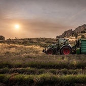 Un tractor en el momento de realizar la cosecha de lavanda en el término de Ordoyo, en Quel, con el sol saliendo en el horizonte.
