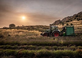Un tractor en el momento de realizar la cosecha de lavanda en el término de Ordoyo, en Quel, con el sol saliendo en el horizonte.