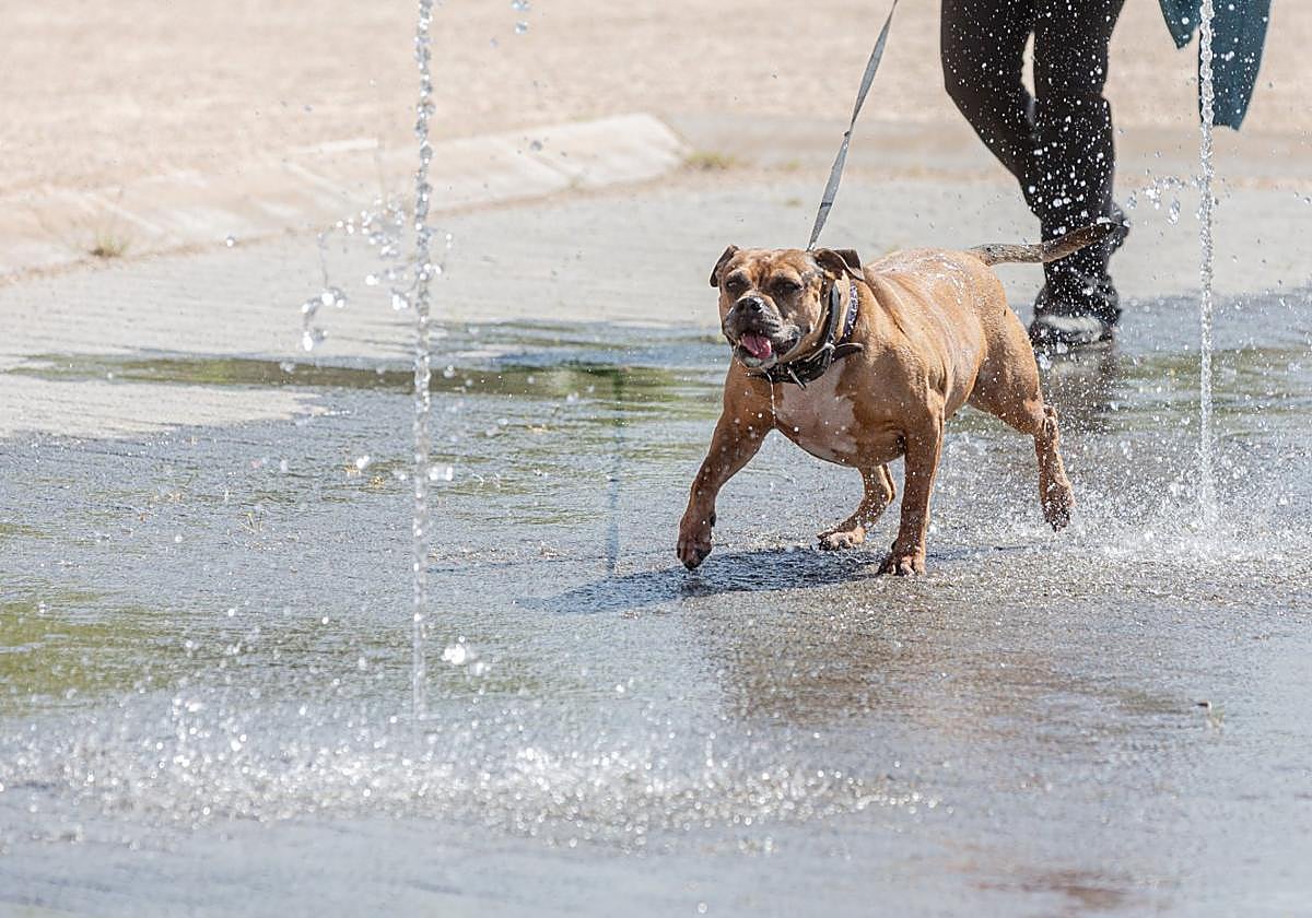 Un perro se refresca en los chorros de agua del parque Felipe VI de Logroño.