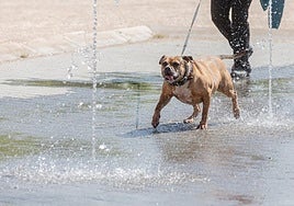 Un perro se refresca en los chorros de agua del parque Felipe VI de Logroño.