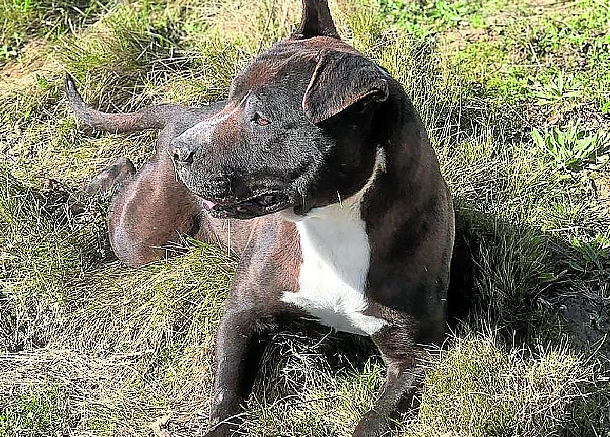 Imagen secundaria 1 - Una lealtad que se paga con el abandono