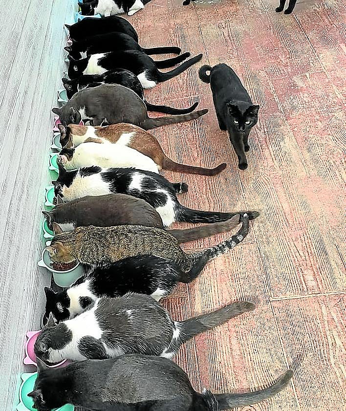 Imagen secundaria 2 - Una lealtad que se paga con el abandono