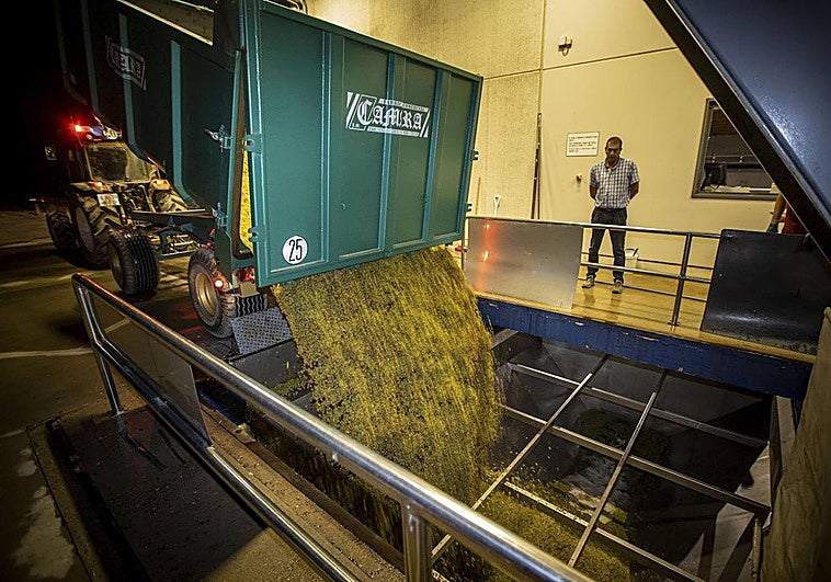 Inicio de la vendimia en la cooperativa Viñedos de Aldeanueva de Ebro.