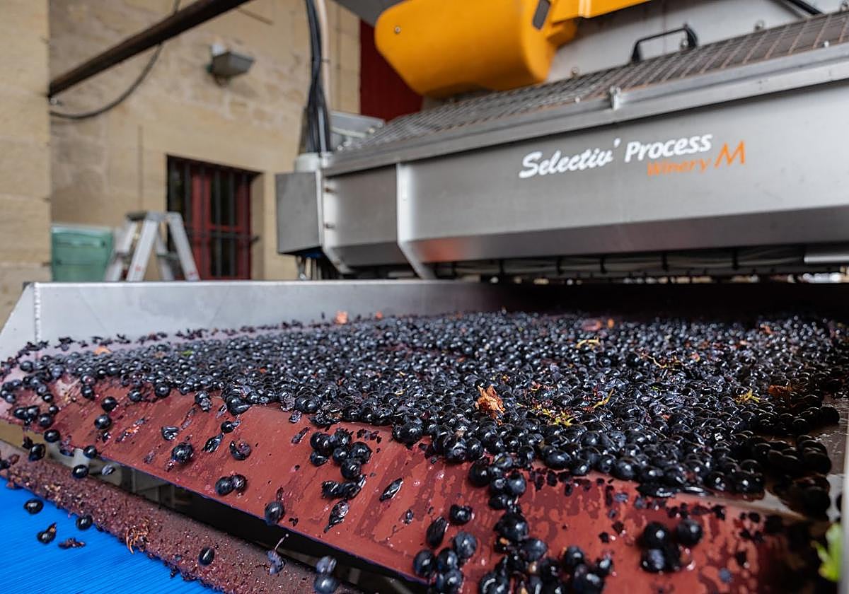 Entrada de uva tinta a una bodega para emprender el proceso de vinificación.