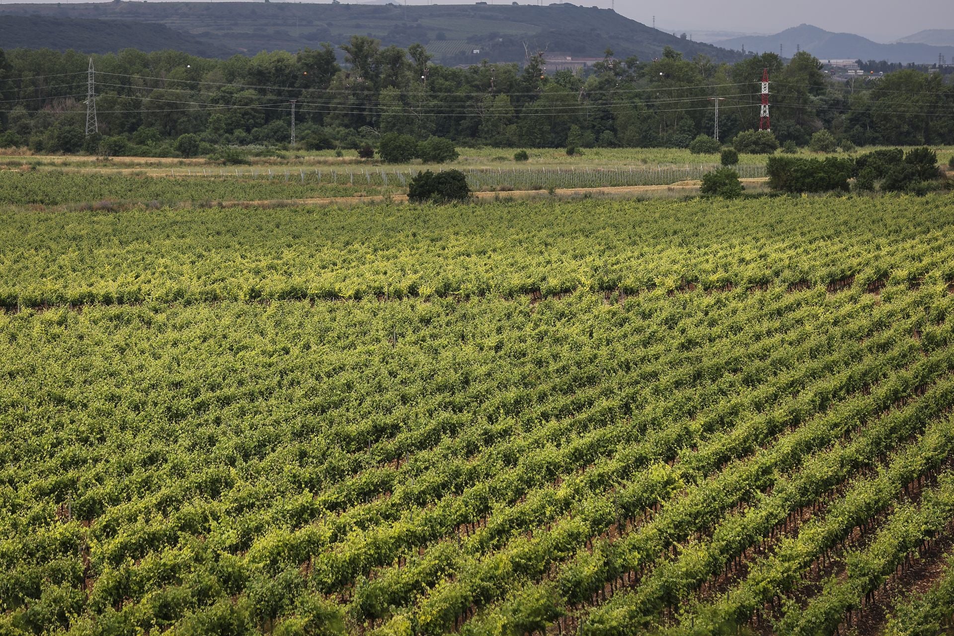Imagen de un viñedo dentro de la DOCa Rioja.