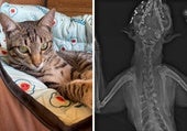 Matan a perdigonazos a un gato que estaba en el interior de la finca de su dueña en Haro