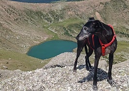 El galgo Nilo observa la laguna de Urbión desde la cima de la Muela, a 2.228 metros de altitud.