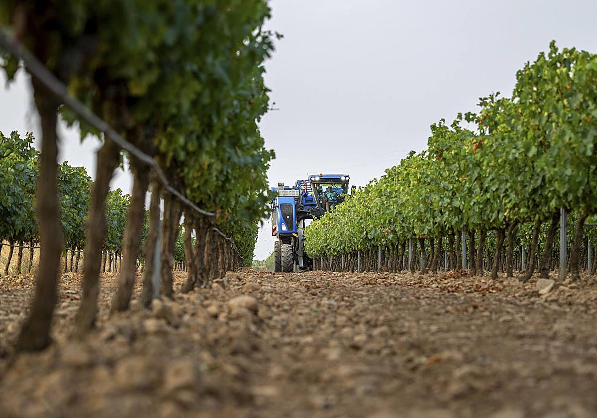 Inicio de la vendimia en Aldeanueva, el pasado lunes.