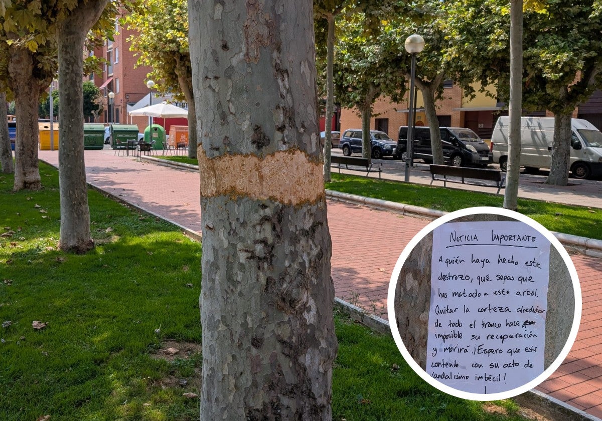 Los daños a los árboles en la plaza Ballesteros, hoy en La Guindilla.