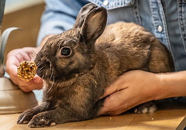 El conejo Rexy, en la residencia Peludos.