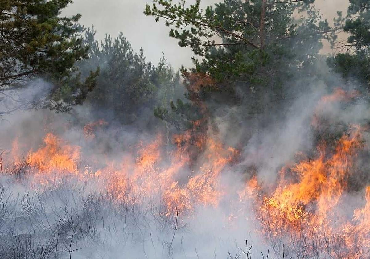 Imagen de un incendio forestal.