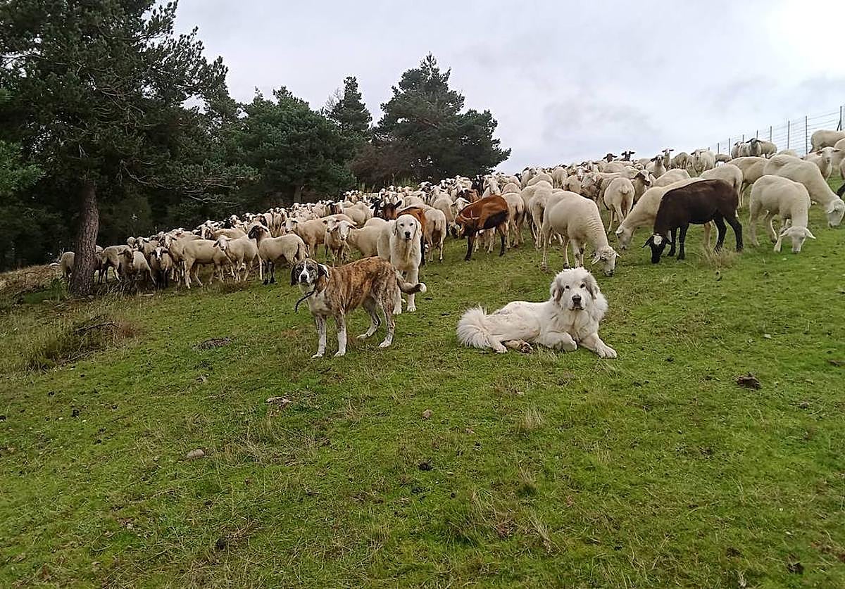 Rebaño de ovejas, cabas y mastines.
