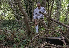 El visón observa oculto mientras aguardaba el mejor momento para salir libre.