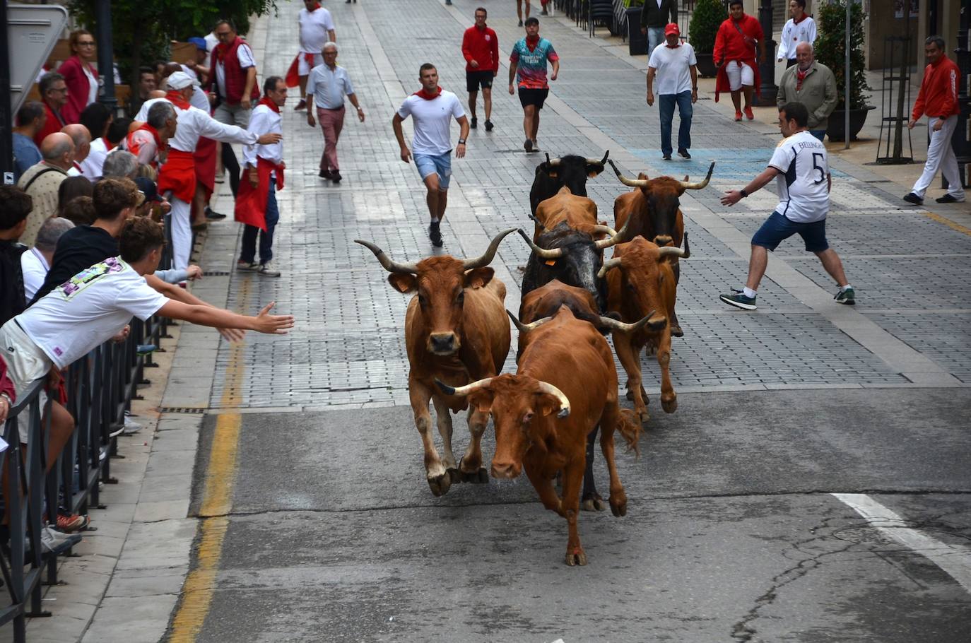 Las imágenes de las degustaciones, brindis y vacas en las fiestas de Calahorra