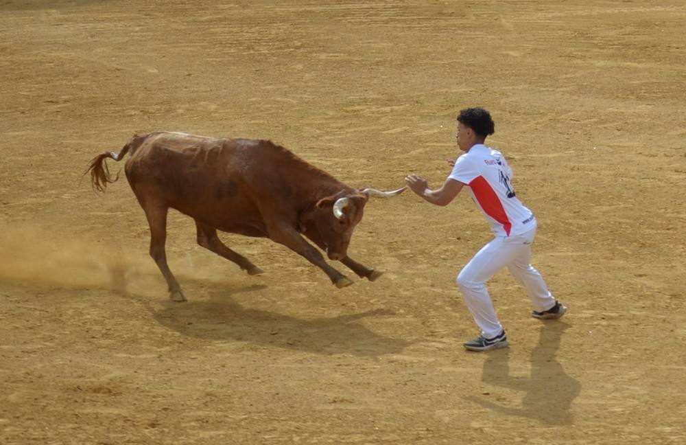 Las imágenes de las degustaciones, brindis y vacas en las fiestas de Calahorra