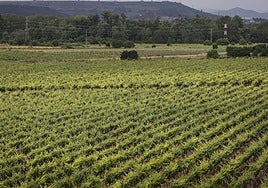 Imagen de un viñedo dentro de la DOCa Rioja.