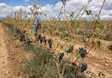 La última granizada en La Rioja aboca a las parcelas más dañadas a una vendimia «inminente»