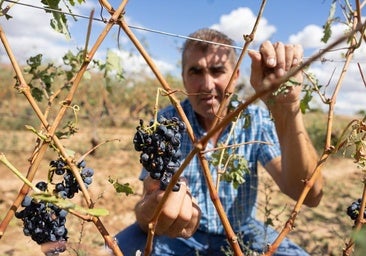 «Con lo que nos había costado sacar adelante el viñedo este año, ahora nos llega esto»
